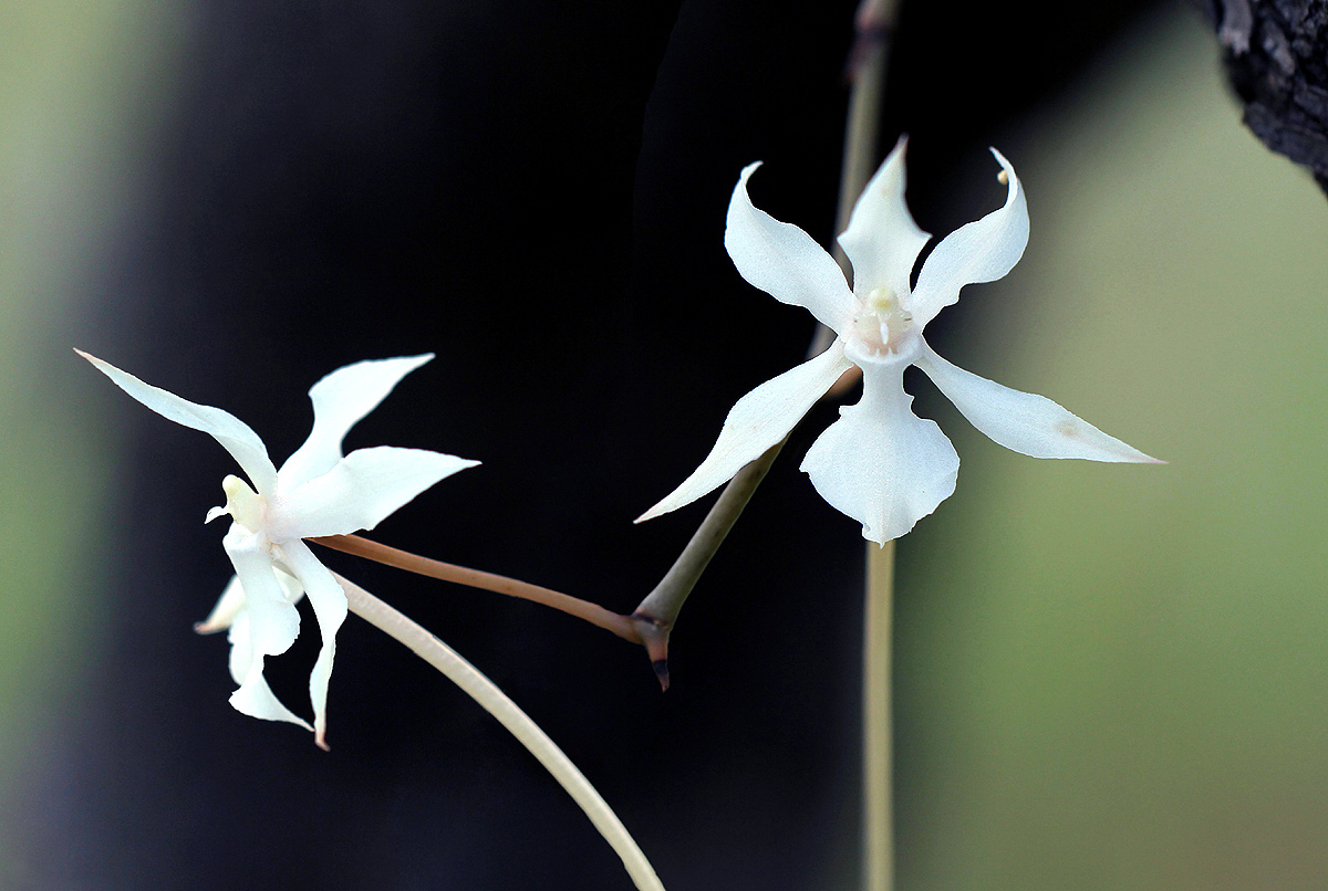 Aerangis kotschyana Aerangis kotschyana