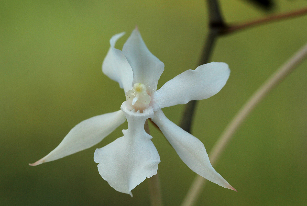 Aerangis kotschyana Aerangis kotschyana