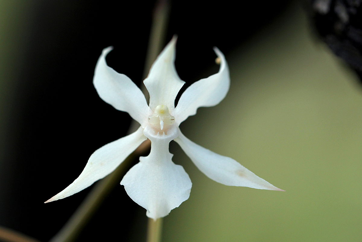 Aerangis kotschyana Aerangis kotschyana