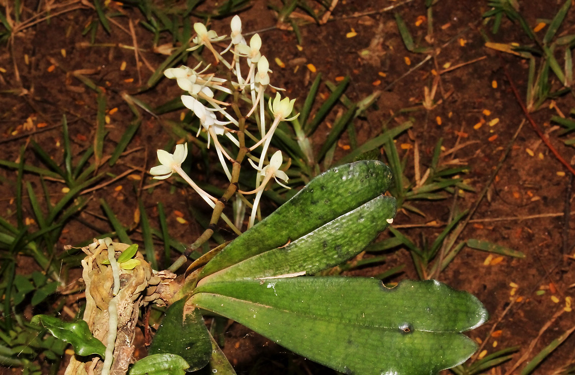 Aerangis mystacidii Aerangis mystacidii
