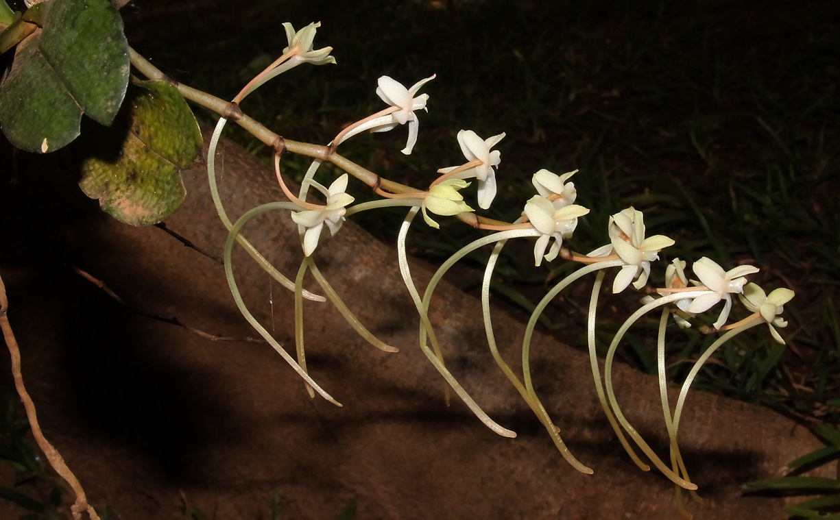 Aerangis mystacidii Aerangis mystacidii