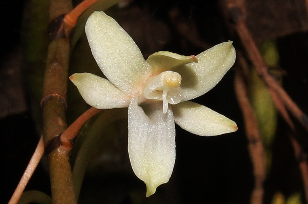 Aerangis mystacidii Aerangis mystacidii