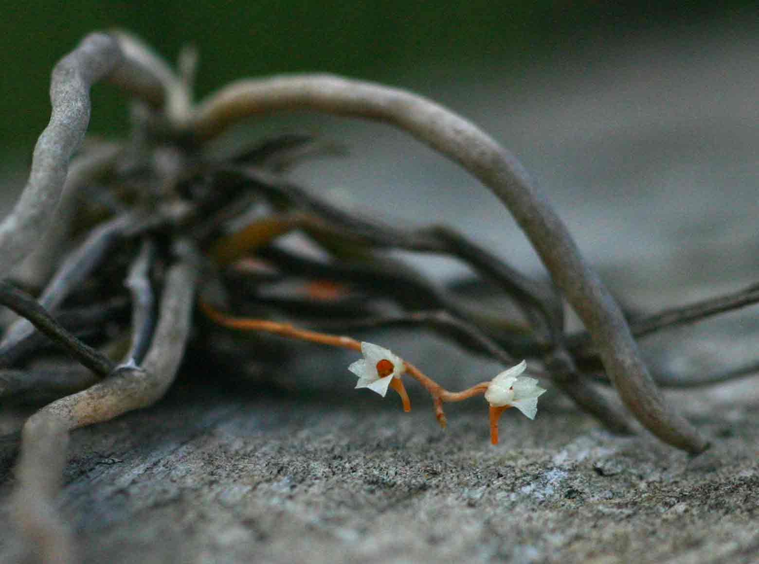 Microcoelia globulosa Microcoelia globulosa