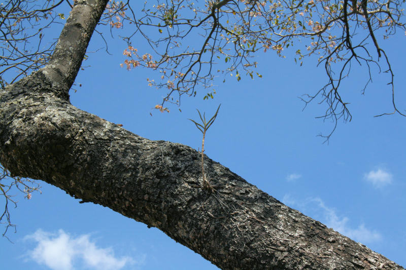 Tridactyle tridentata Tridactyle tridentata