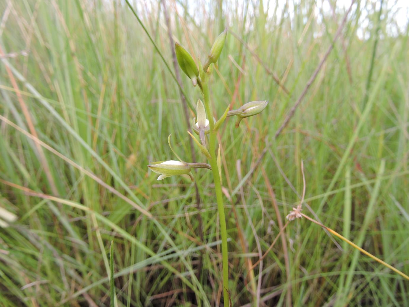 Eulophia hians var. nutans Eulophia hians var. nutans