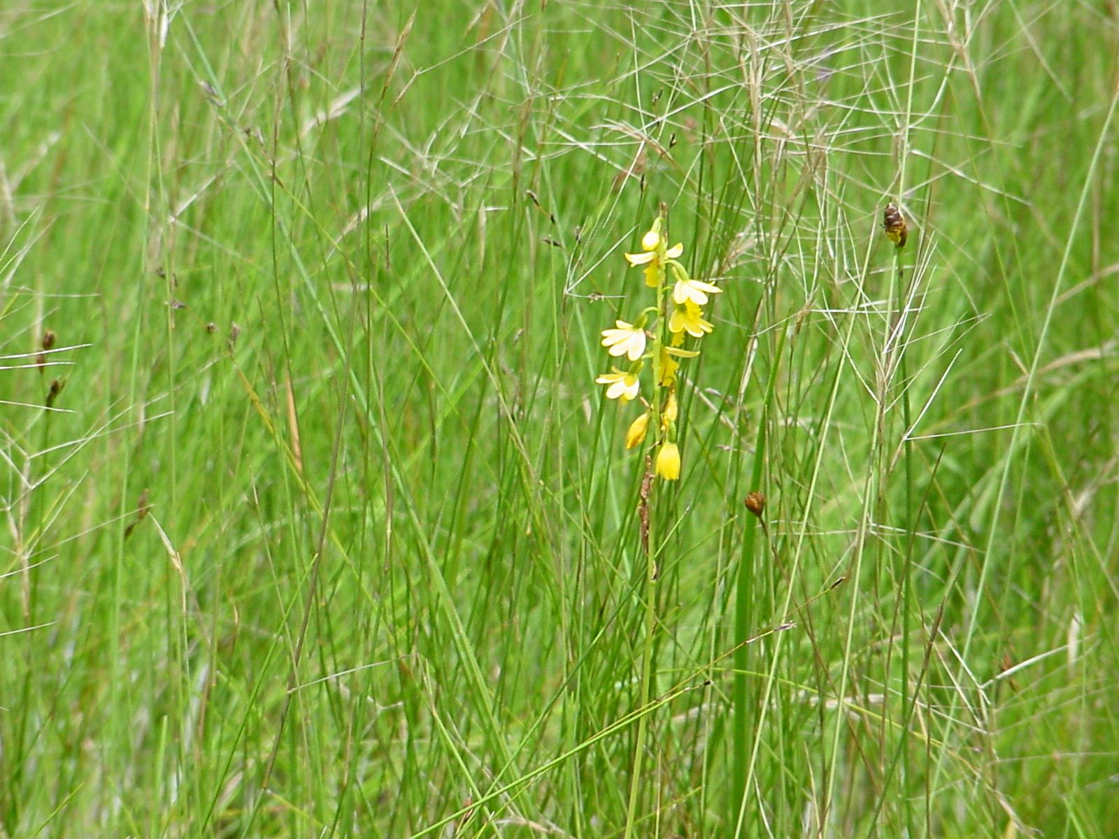 Orthochilus milnei Orthochilus milnei