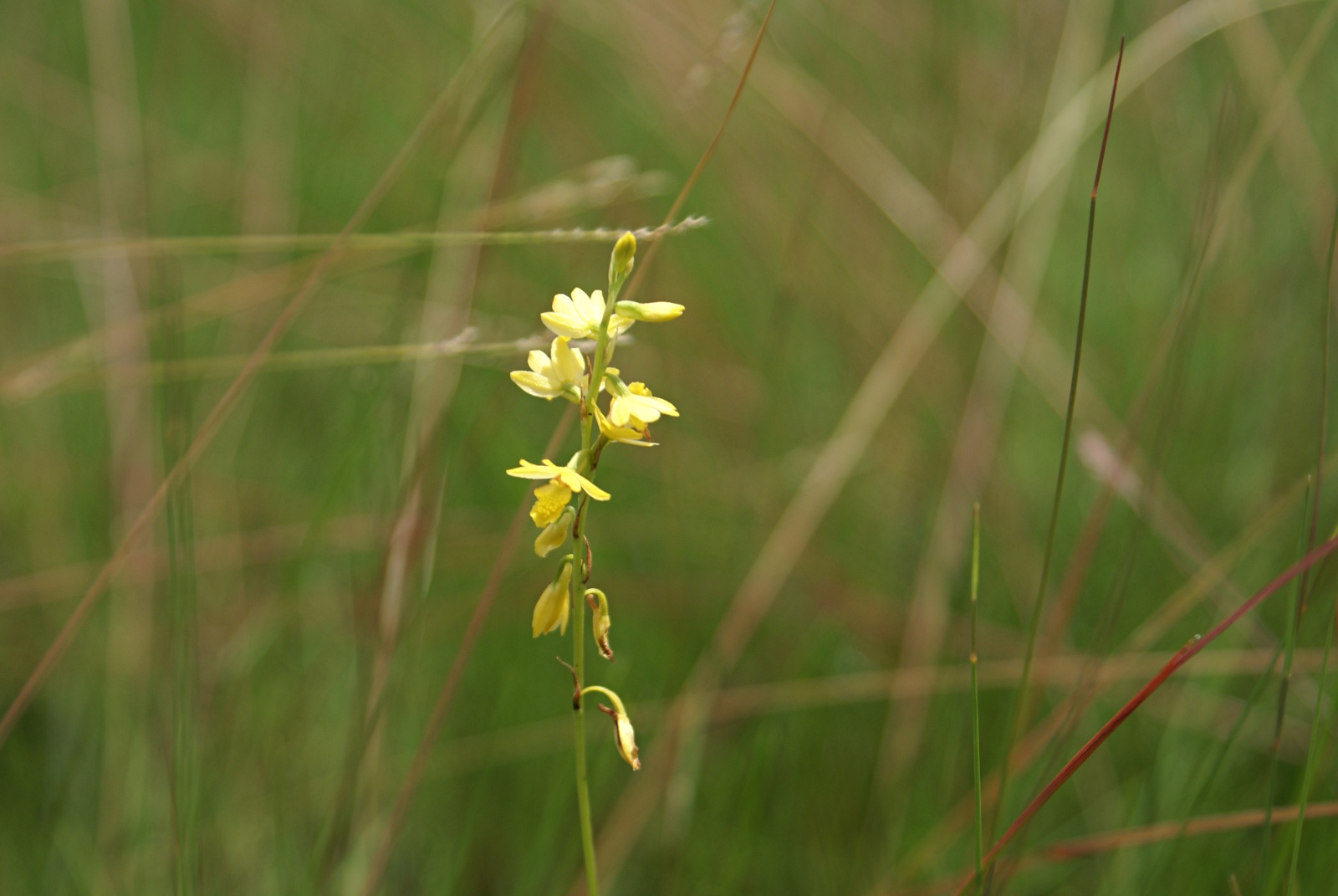 Orthochilus milnei Orthochilus milnei