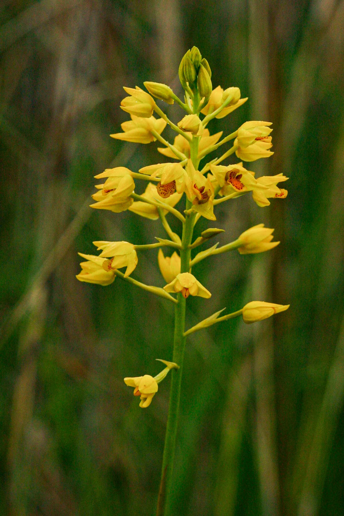 Orthochilus odontoglossus Orthochilus odontoglossus