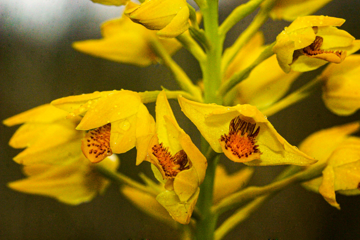 Orthochilus odontoglossus Orthochilus odontoglossus