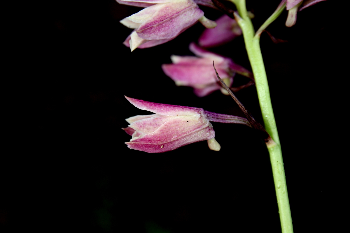 Orthochilus rarus Orthochilus rarus