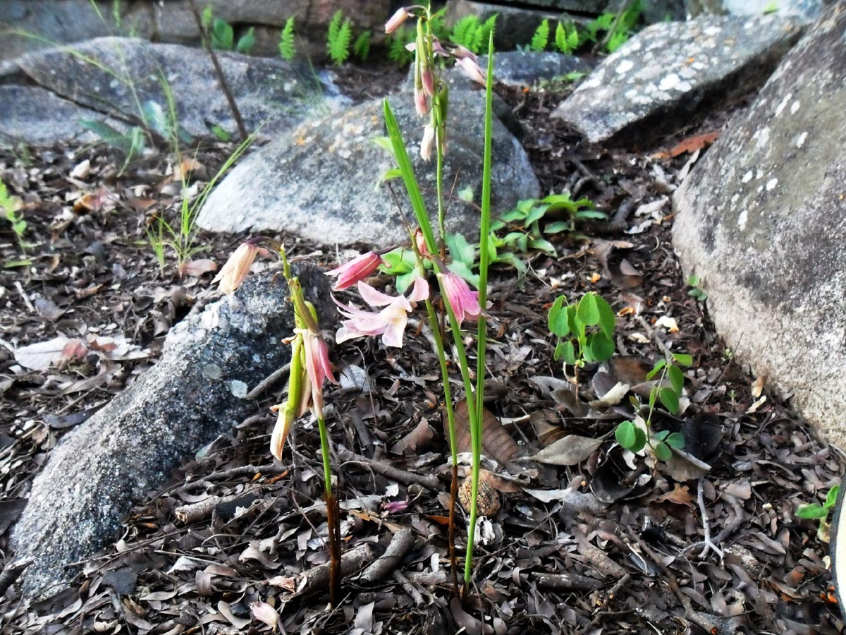 Orthochilus rarus Orthochilus rarus