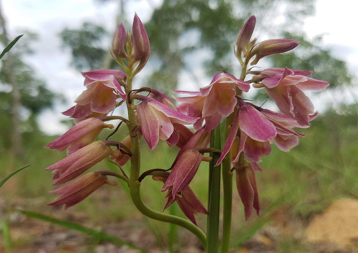 Orthochilus rarus Orthochilus rarus