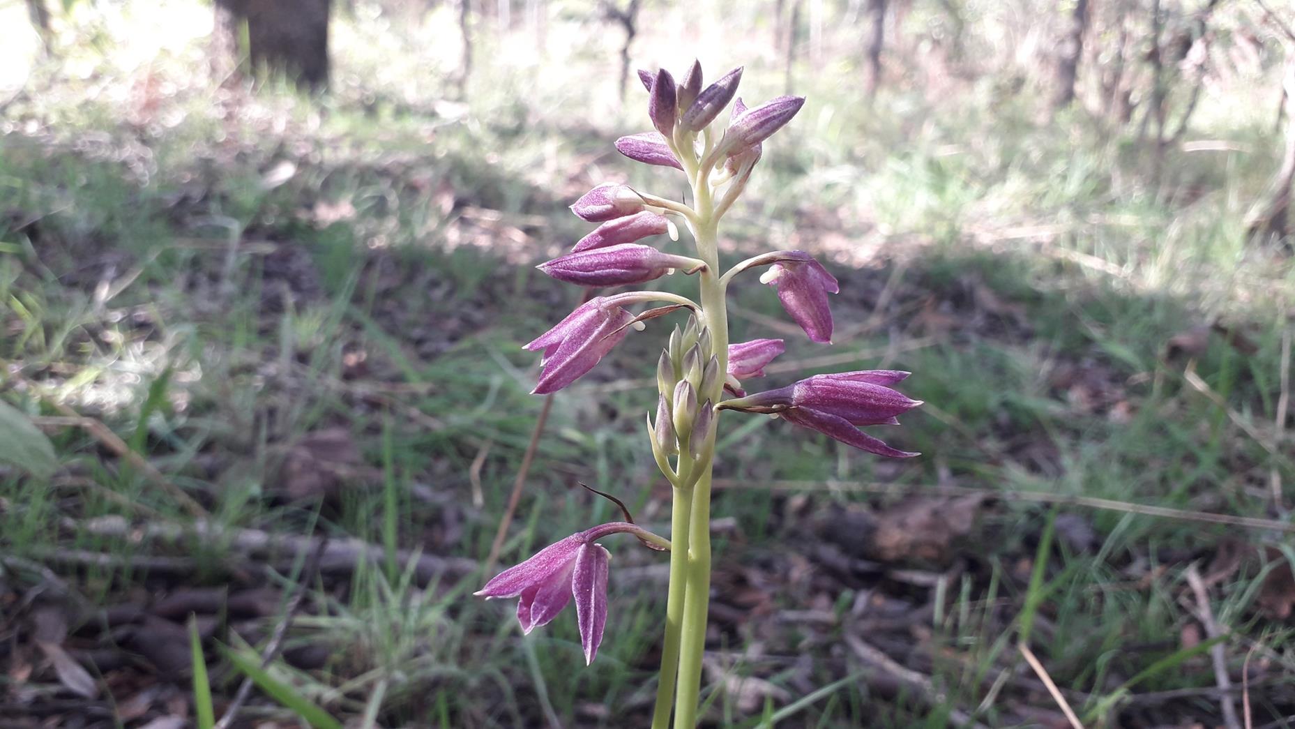 Orthochilus rarus Orthochilus rarus