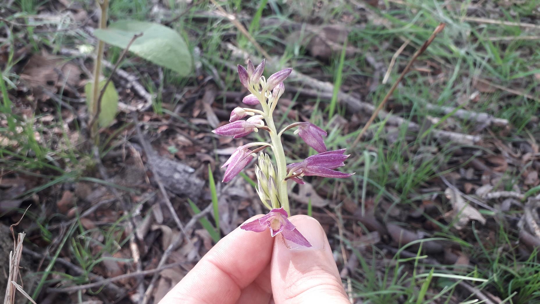 Orthochilus rarus Orthochilus rarus