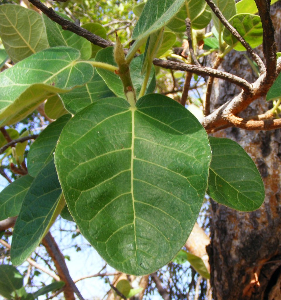 Ficus glumosa Ficus glumosa