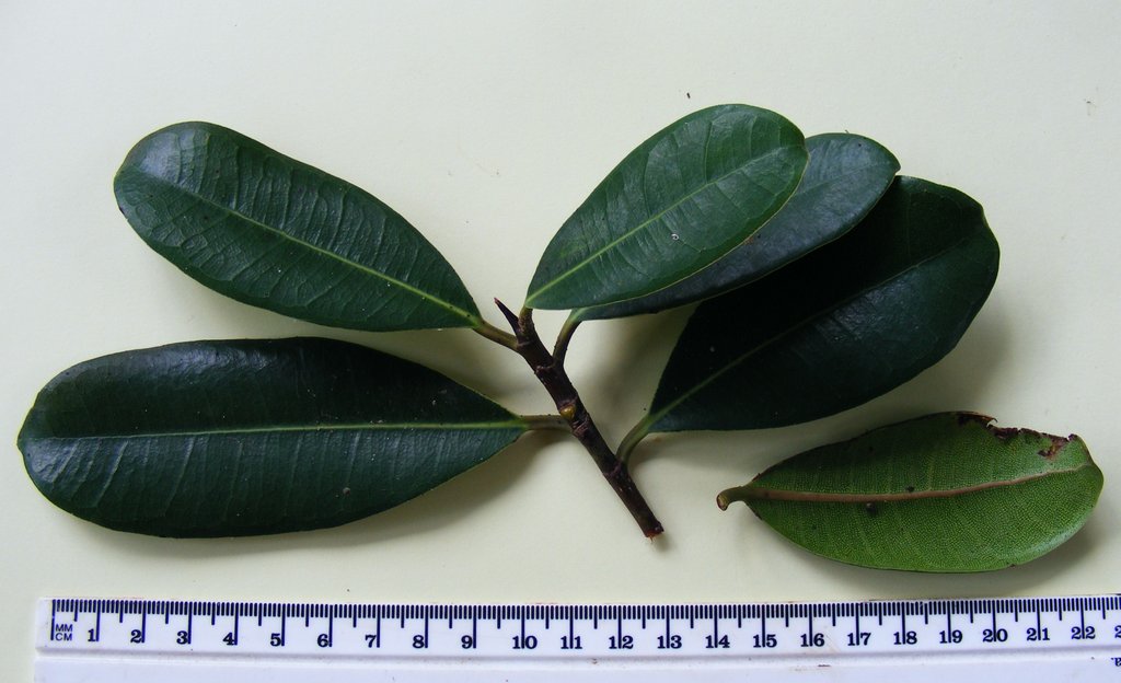 Ficus scassellatii subsp. scassellatii Ficus scassellatii subsp. scassellatii