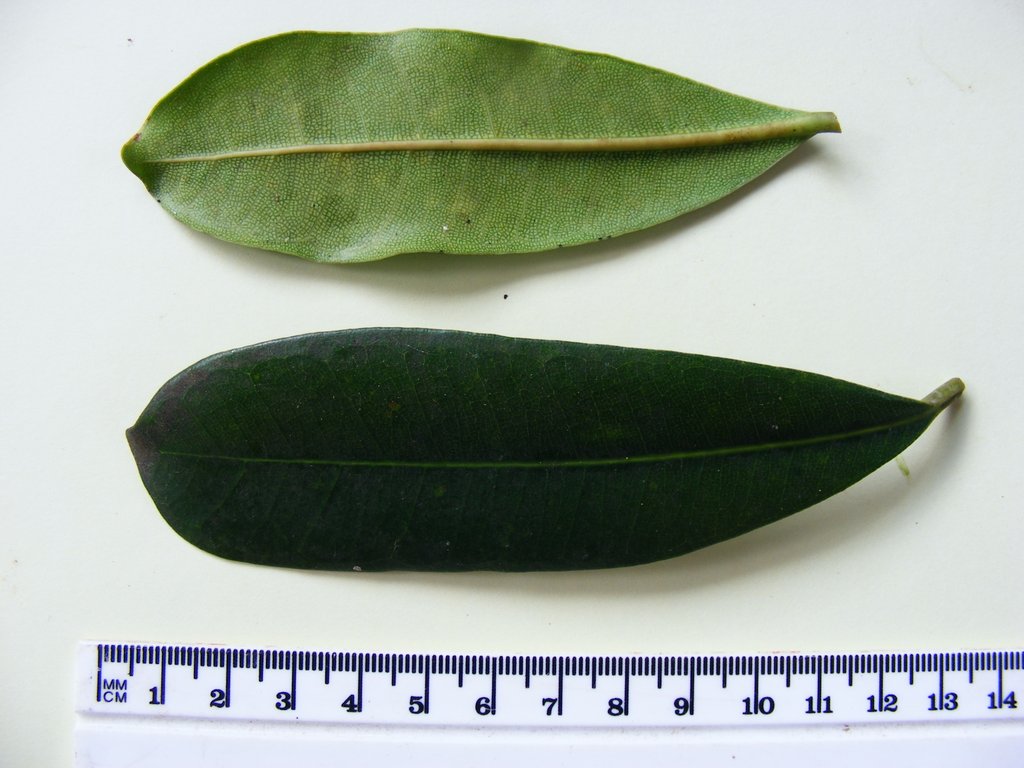 Ficus scassellatii subsp. scassellatii Ficus scassellatii subsp. scassellatii
