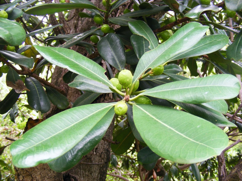 Ficus scassellatii subsp. scassellatii Ficus scassellatii subsp. scassellatii