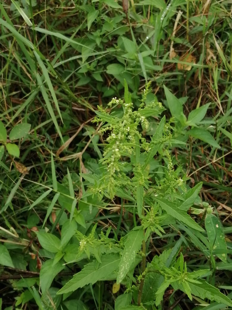 Dysphania ambrosioides Dysphania ambrosioides