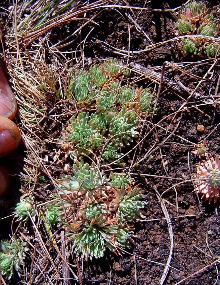 Psammotropha myriantha Psammotropha myriantha