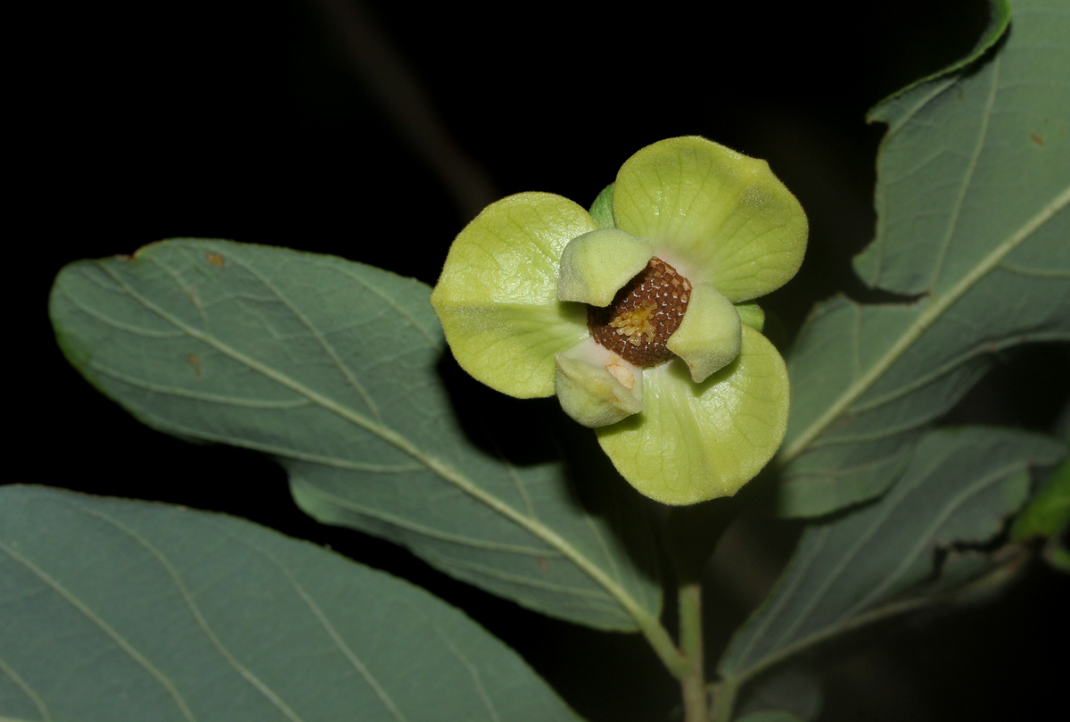 Friesodielsia obovata