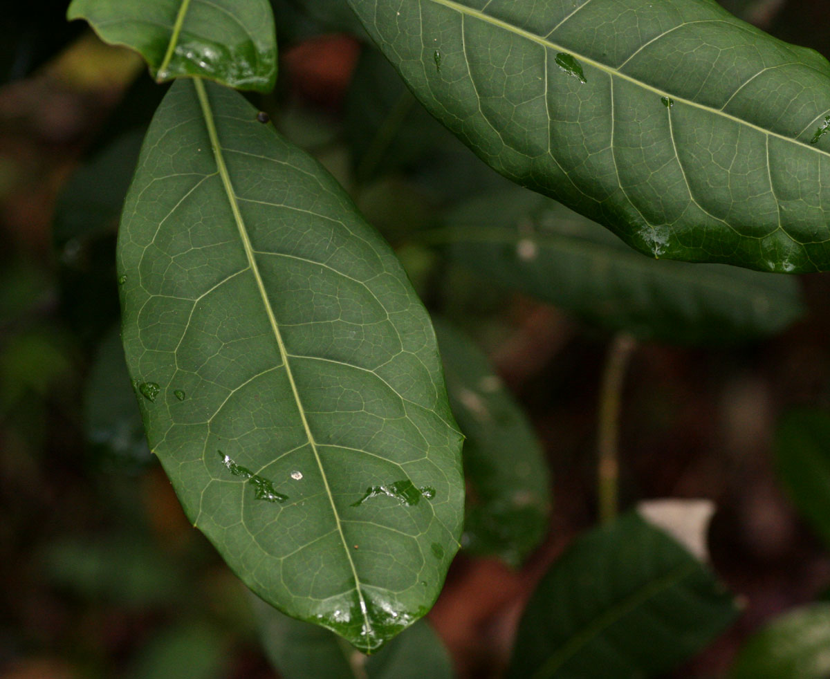 Xymalos monospora Xymalos monospora