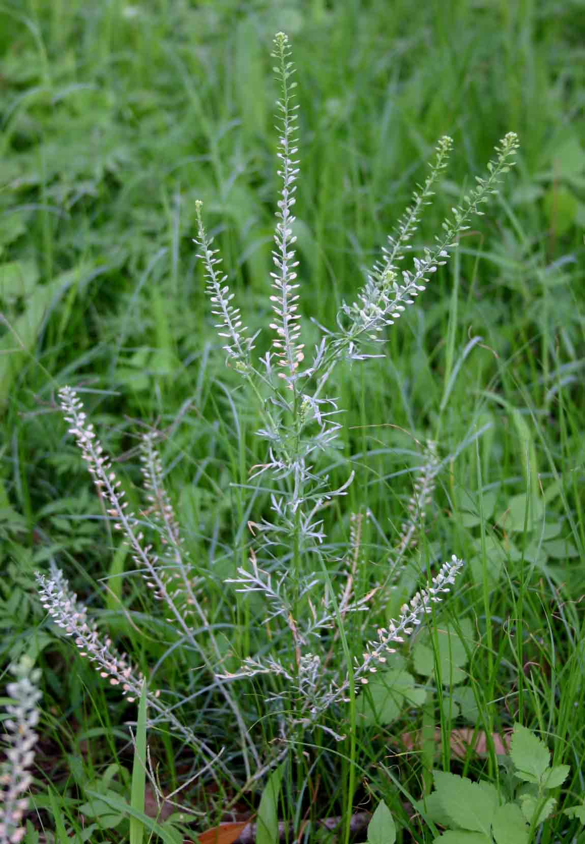 Lepidium bonariense Lepidium bonariense