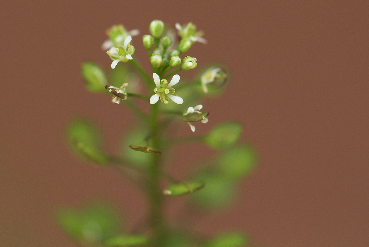 Lepidium bonariense Lepidium bonariense