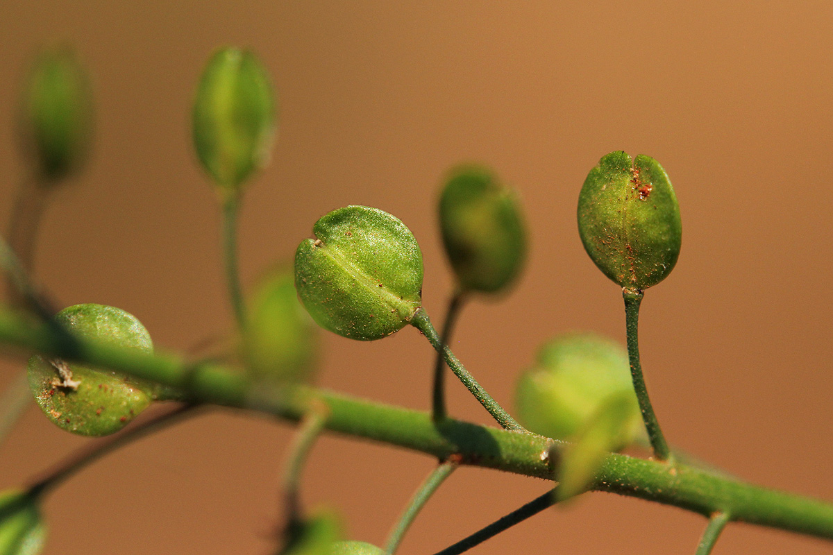 Lepidium bonariense Lepidium bonariense