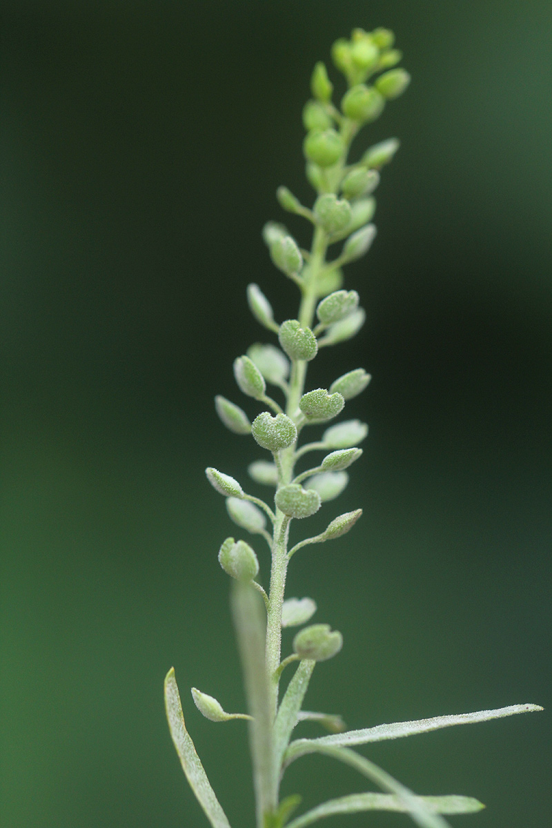 Lepidium bonariense Lepidium bonariense