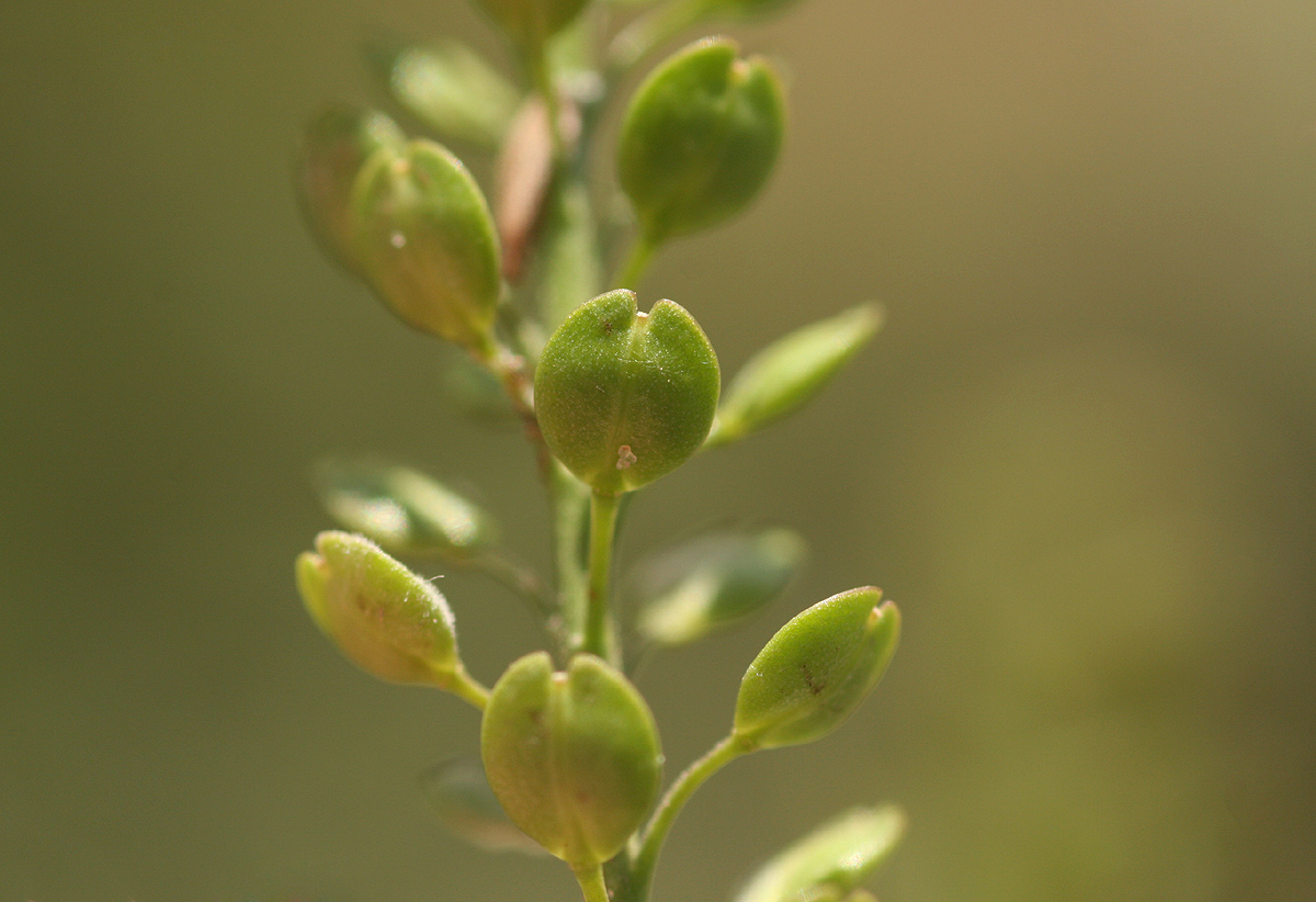 Lepidium bonariense Lepidium bonariense