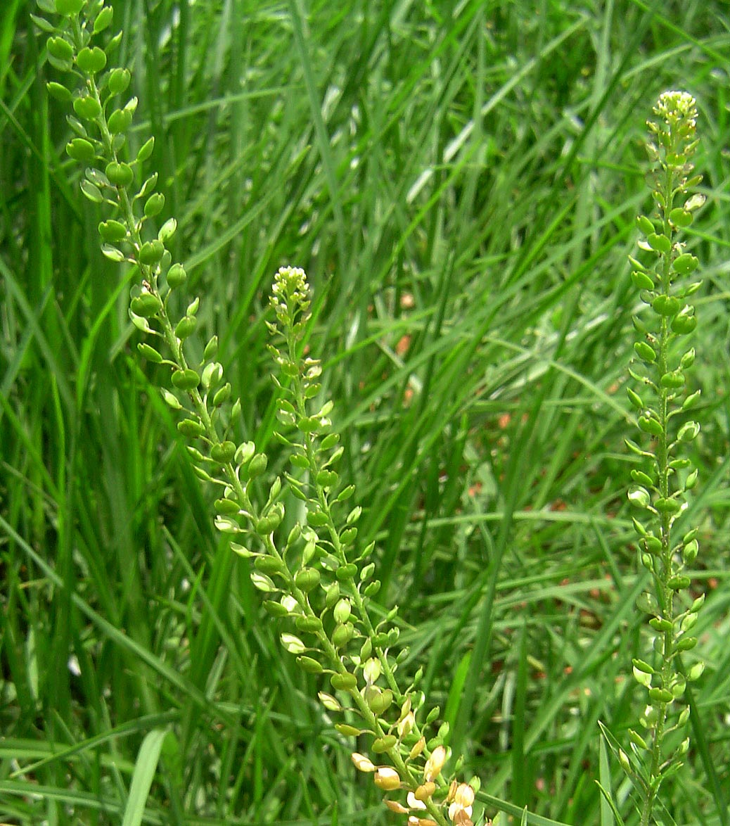 Lepidium bonariense Lepidium bonariense