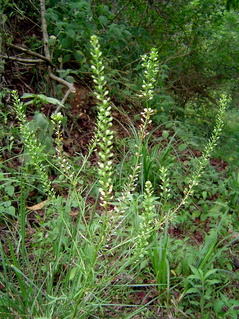 Lepidium bonariense Lepidium bonariense