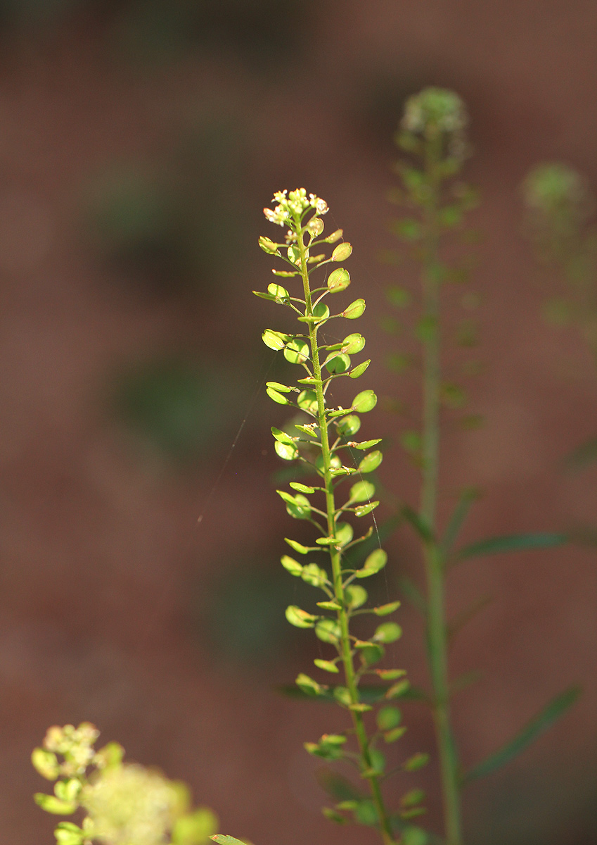 Lepidium bonariense Lepidium bonariense
