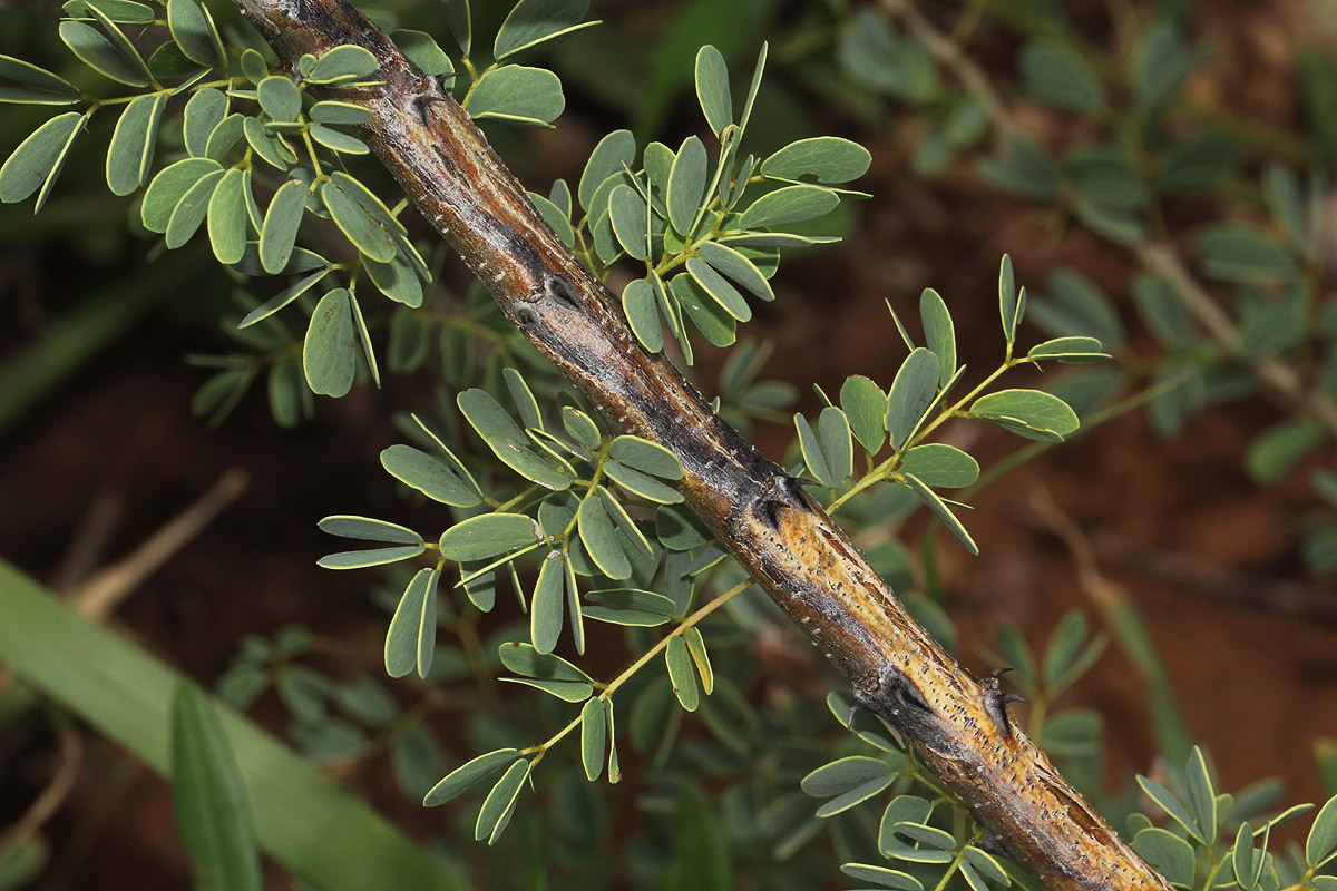 Acacia mellifera subsp. detinens