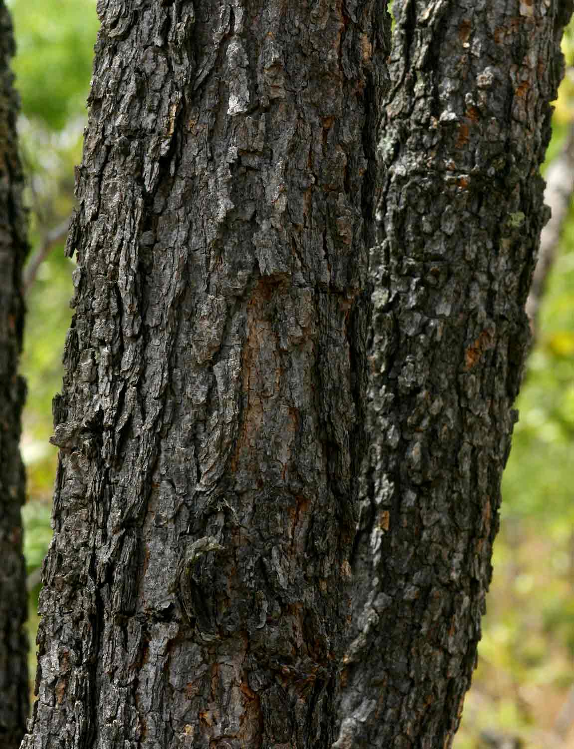 Burkea africana