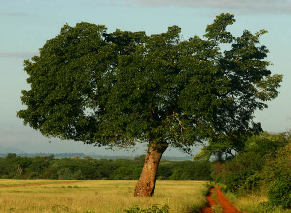 Afzelia quanzensis Afzelia quanzensis
