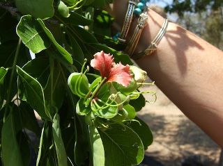 Afzelia quanzensis Afzelia quanzensis