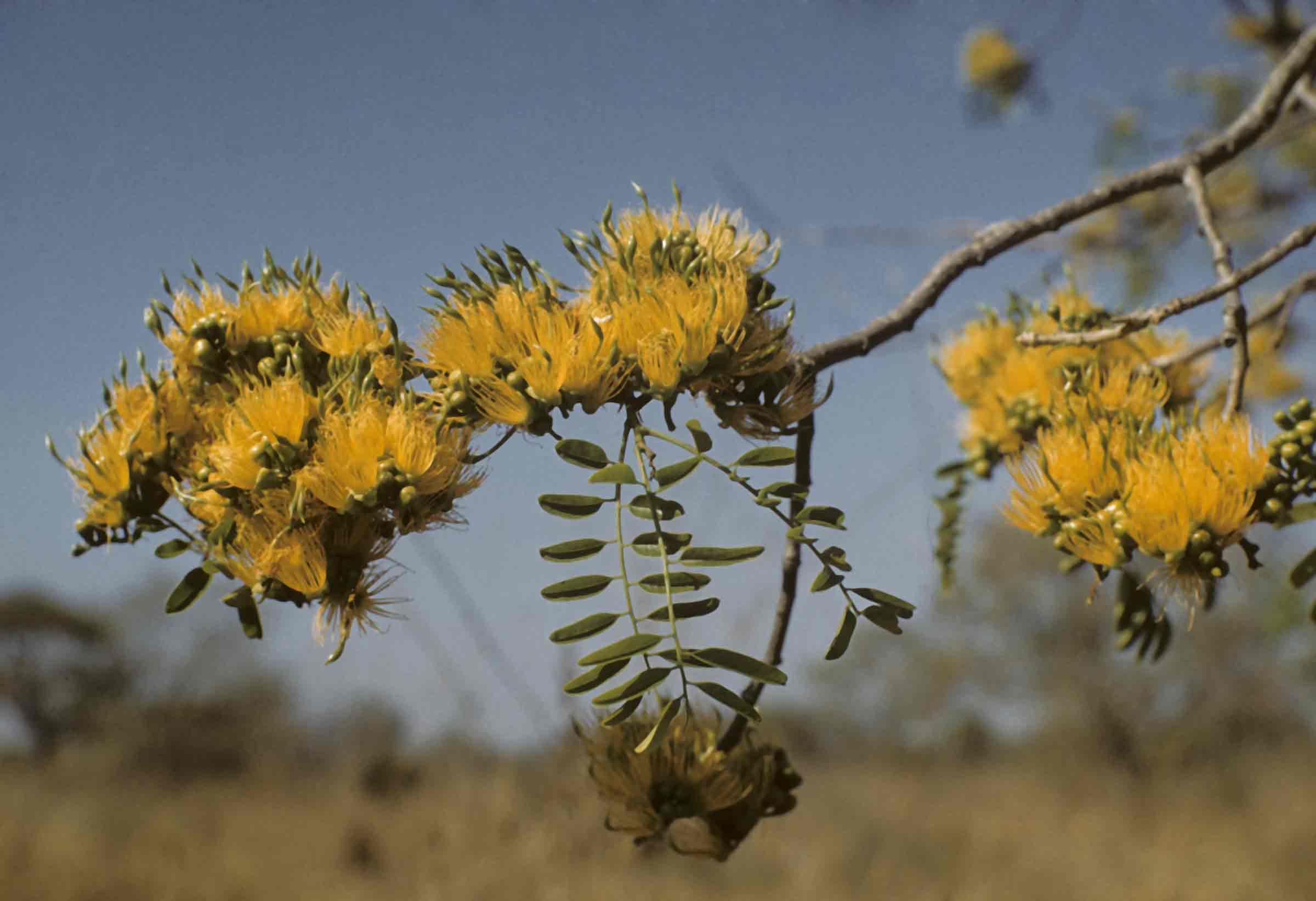 Cordyla africana Cordyla africana