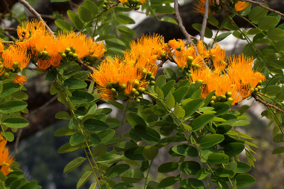 Cordyla africana Cordyla africana