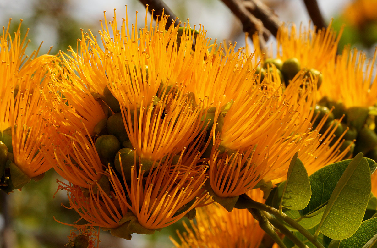 Cordyla africana Cordyla africana