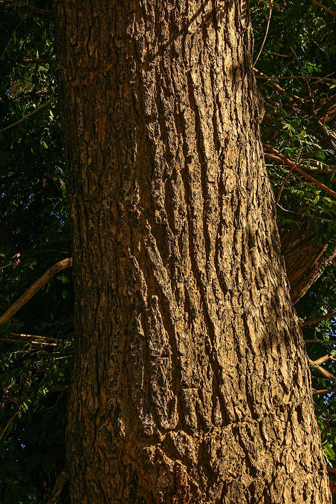 Cordyla africana Cordyla africana