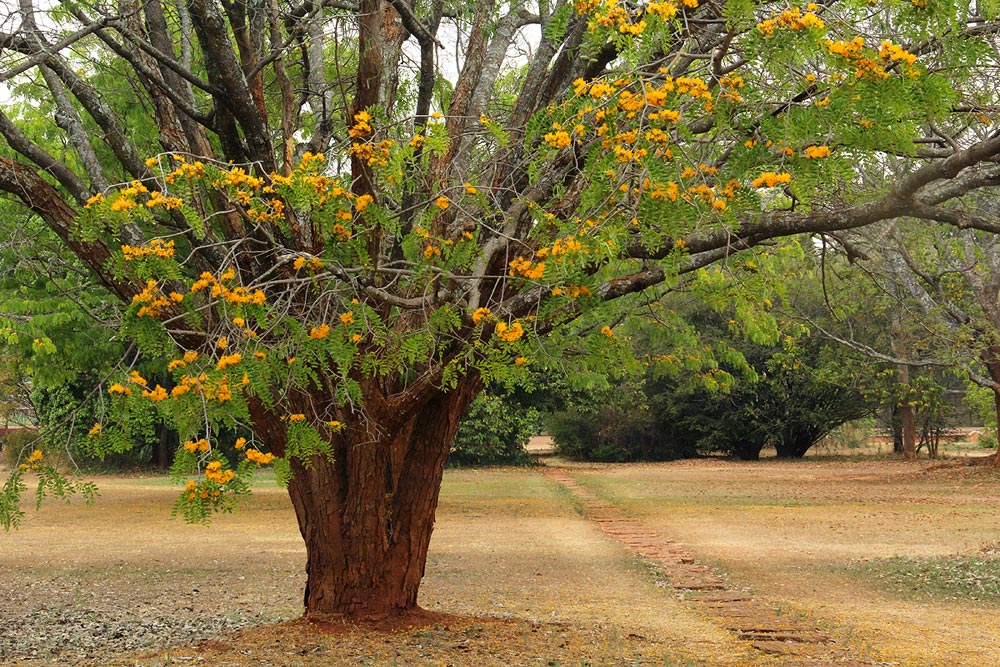 Cordyla africana Cordyla africana