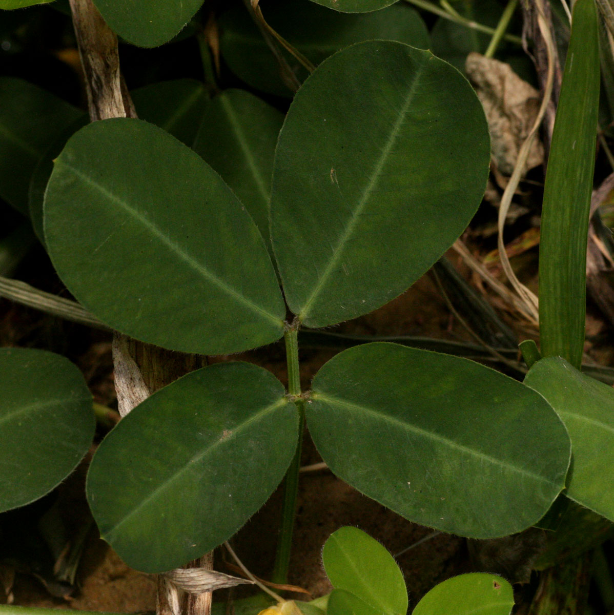 Arachis hypogaea Arachis hypogaea
