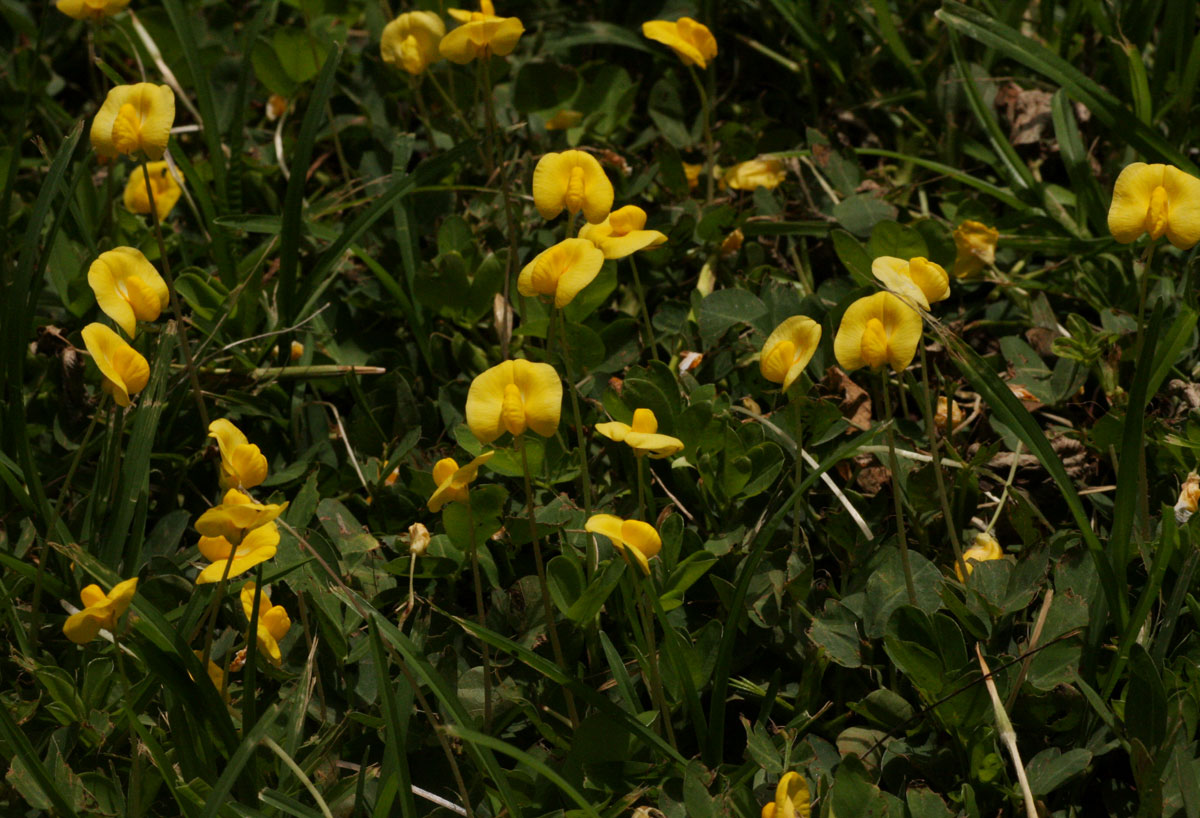 Arachis hypogaea Arachis hypogaea