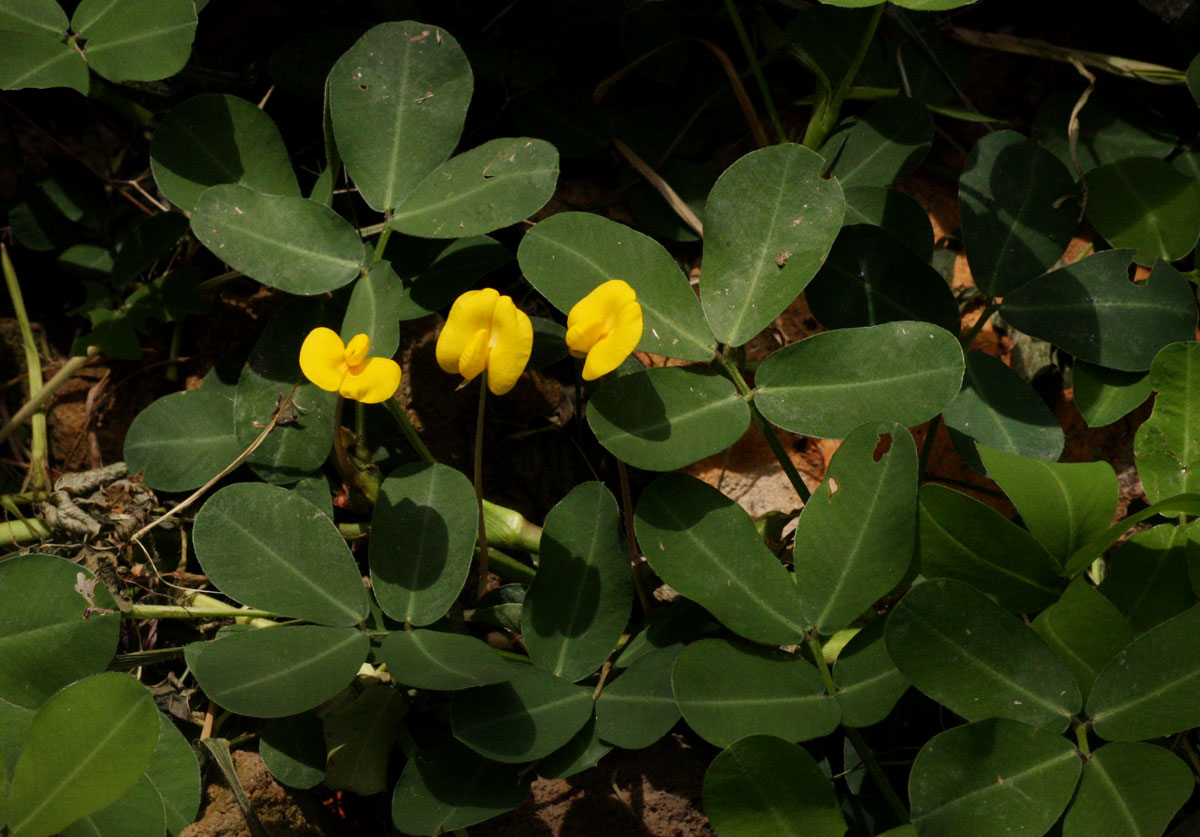 Arachis hypogaea Arachis hypogaea