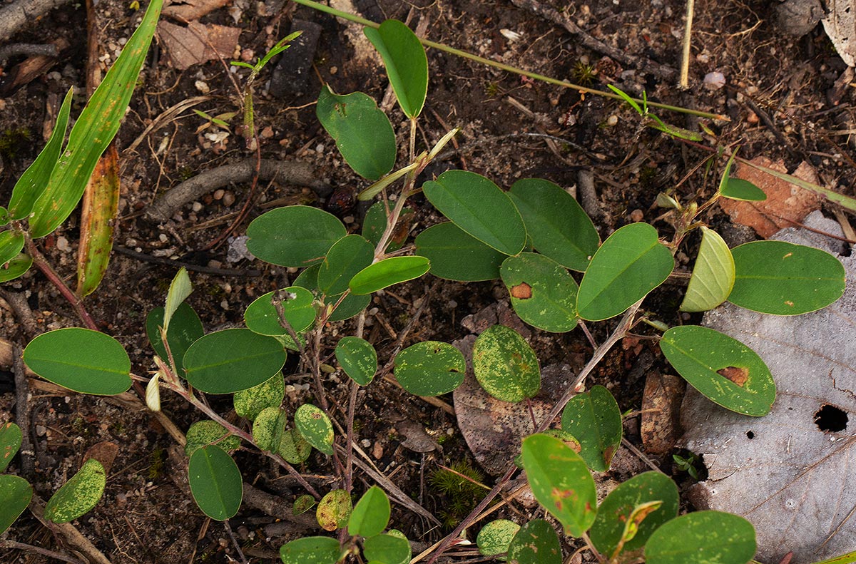 Grona barbata var. argyrea Grona barbata var. argyrea
