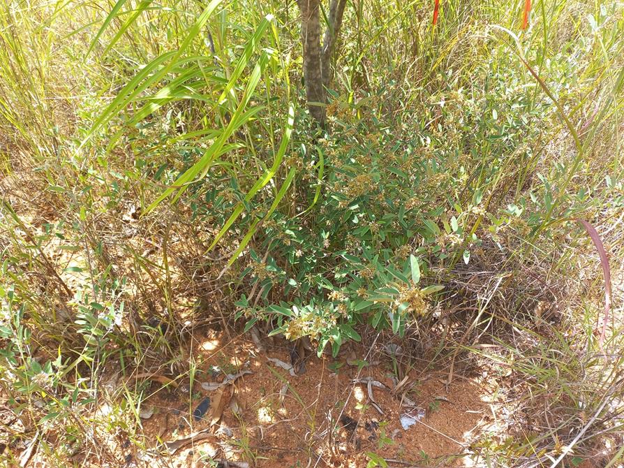 Grona barbata var. argyrea Grona barbata var. argyrea