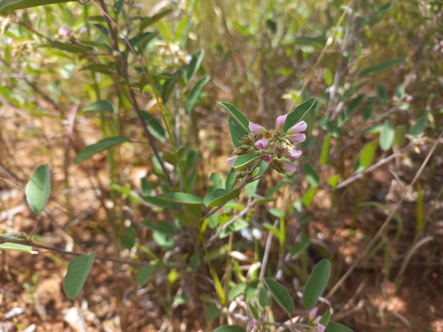 Grona barbata var. argyrea Grona barbata var. argyrea