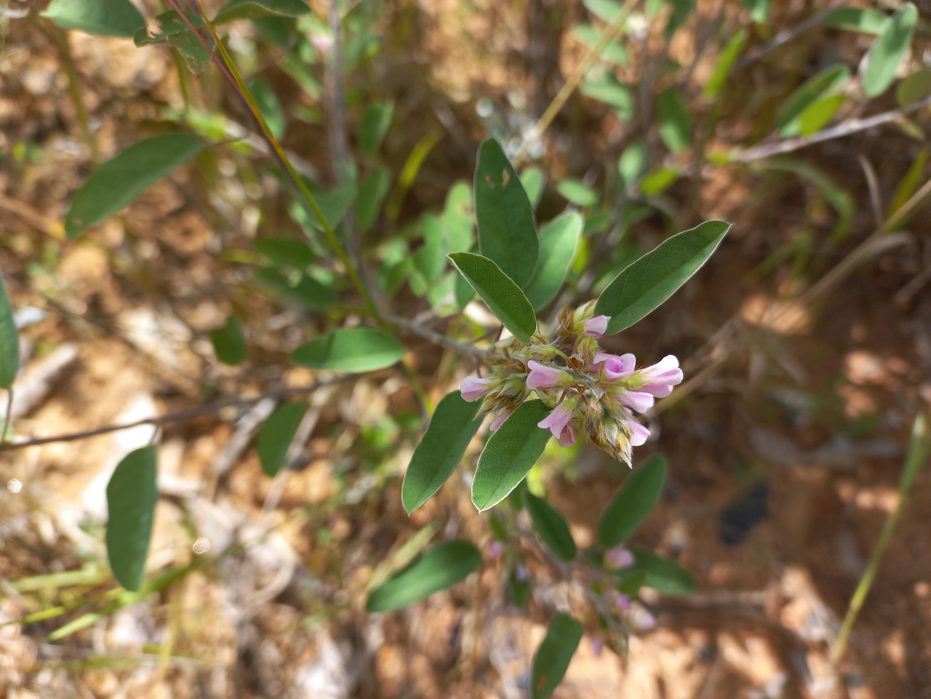 Grona barbata var. argyrea Grona barbata var. argyrea